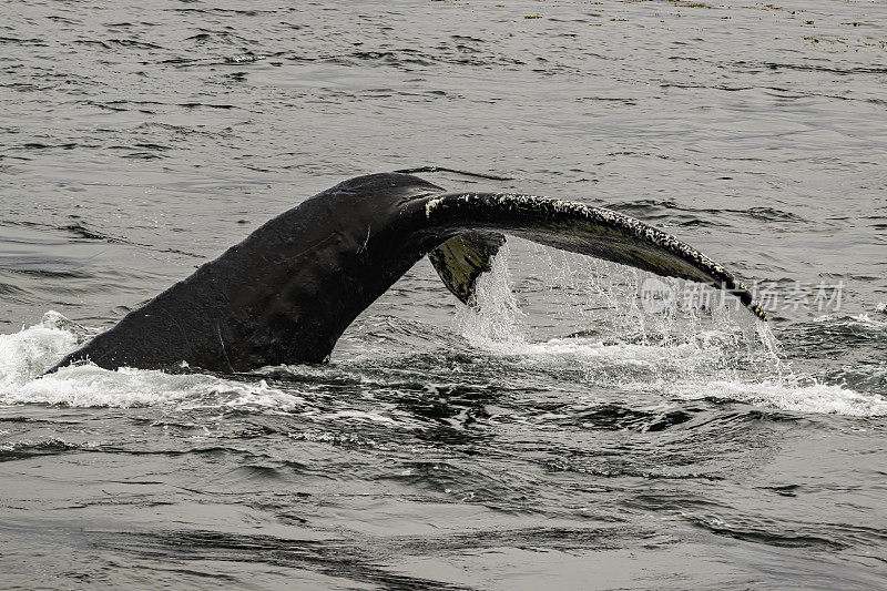 座头鲸是长须鲸的一种。它是一种rorqual (Balaenopteridae家族的成员)，是大翅目属的唯一物种。弗雷德里克海湾，阿拉斯加。侥幸。水。